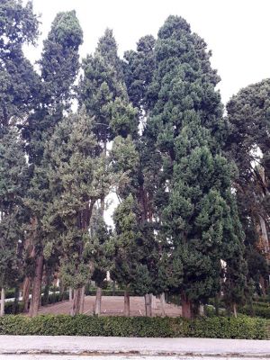 سفر تیم طبیعت گردی مرکز به کاشان ، روستای ابیانه و منظقه کویری: عکس شماره 2 / 12